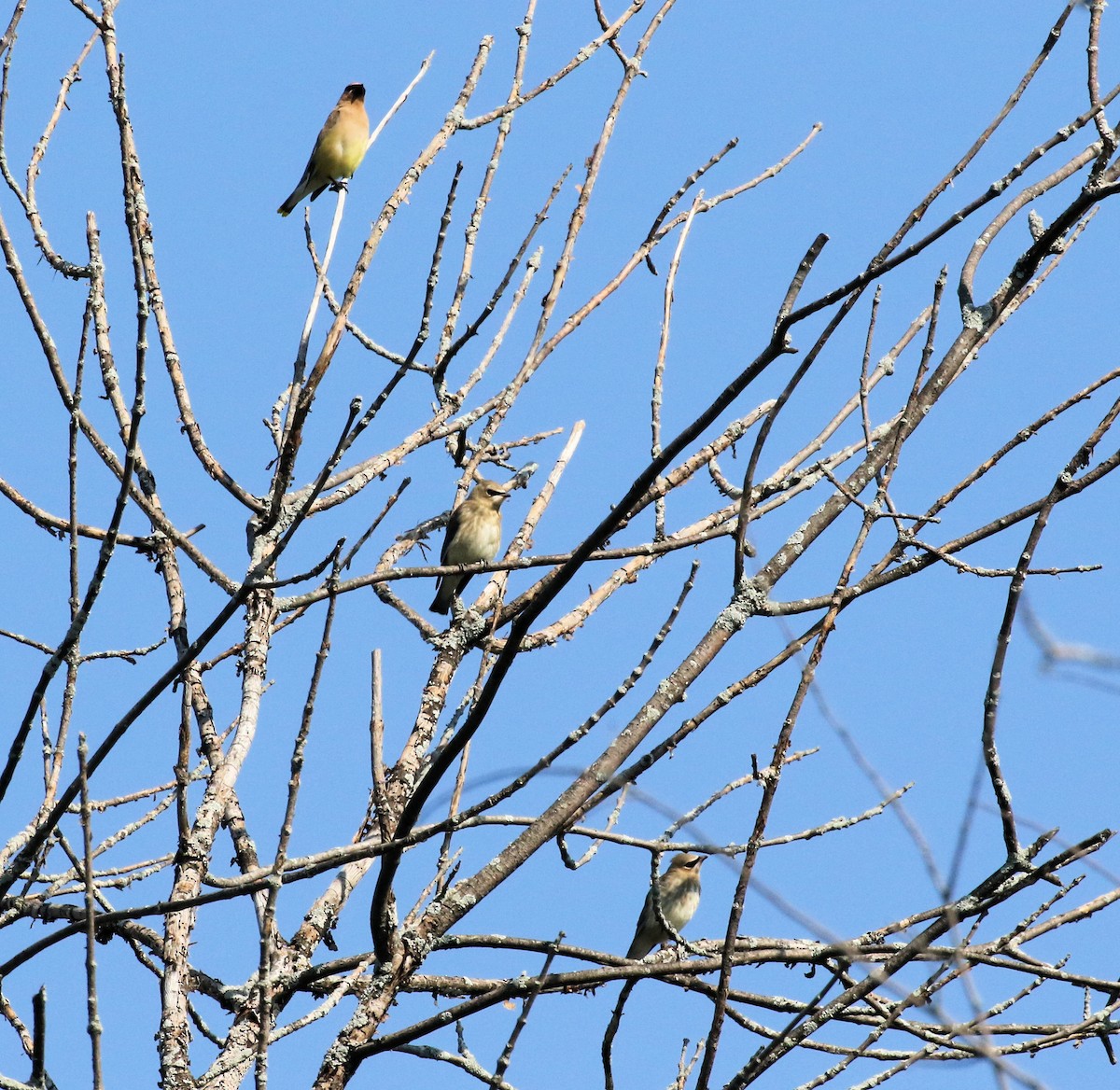 Cedar Waxwing - ML624558343