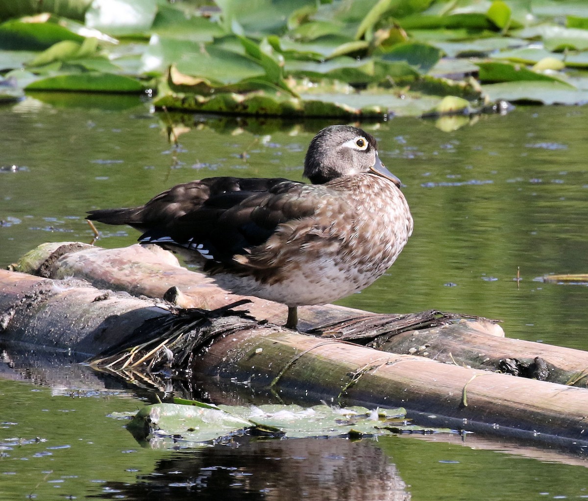 Wood Duck - ML624558382