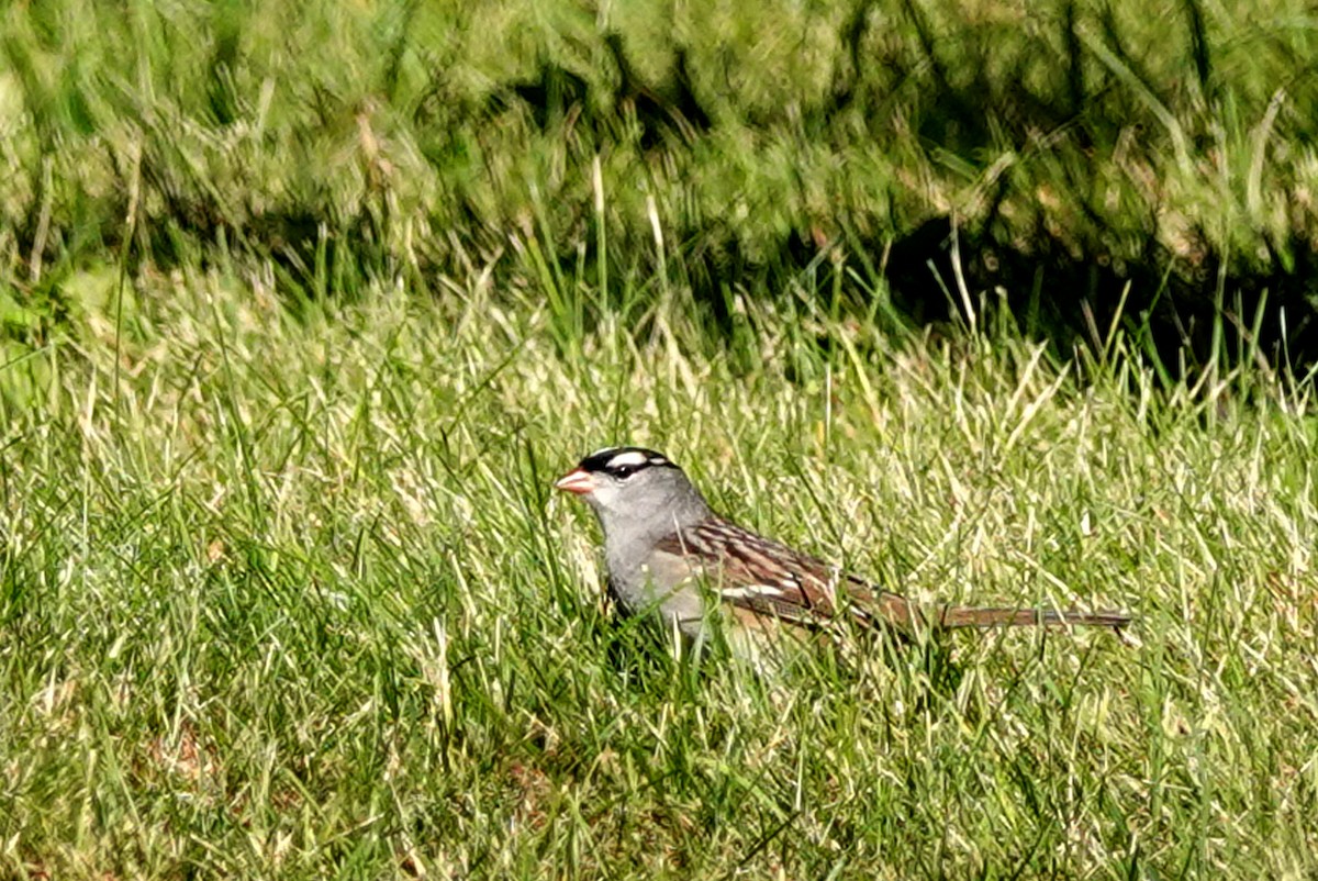 White-crowned Sparrow - ML624558394