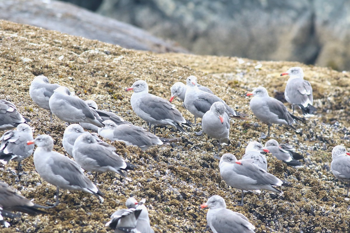 Heermann's Gull - ML624558411