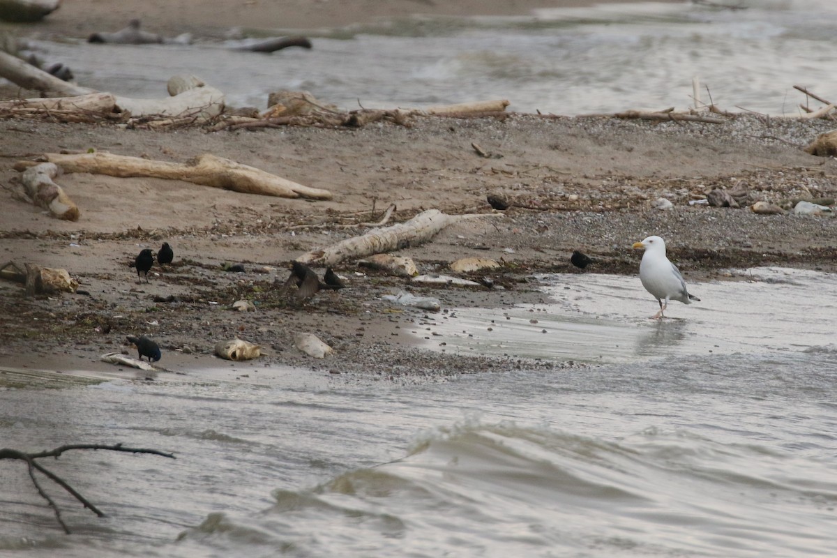 Herring Gull (American) - ML624558412