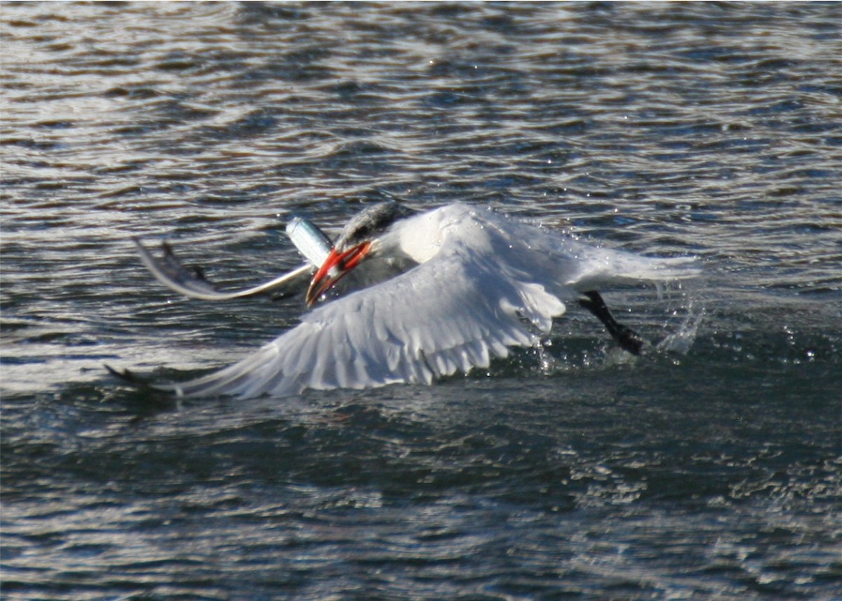 Caspian Tern - ML624558413