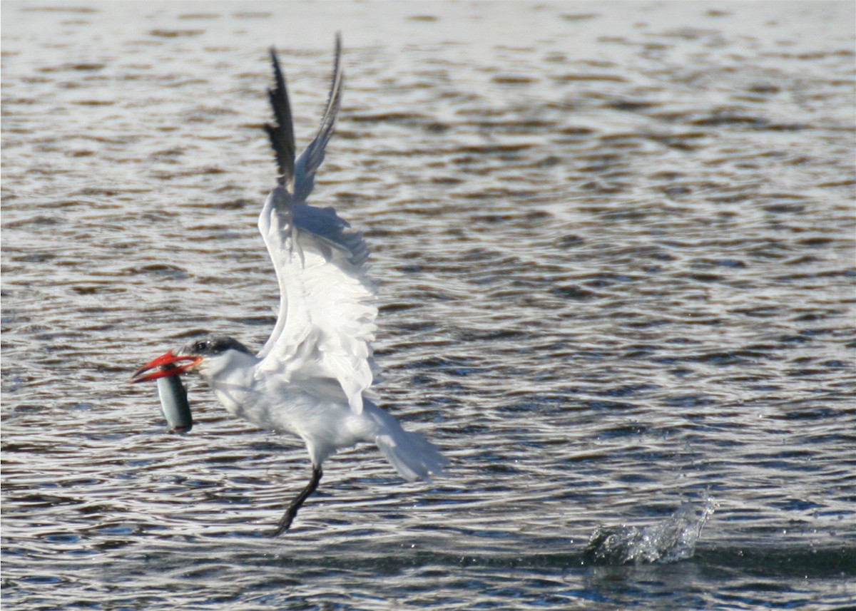 Caspian Tern - ML624558414