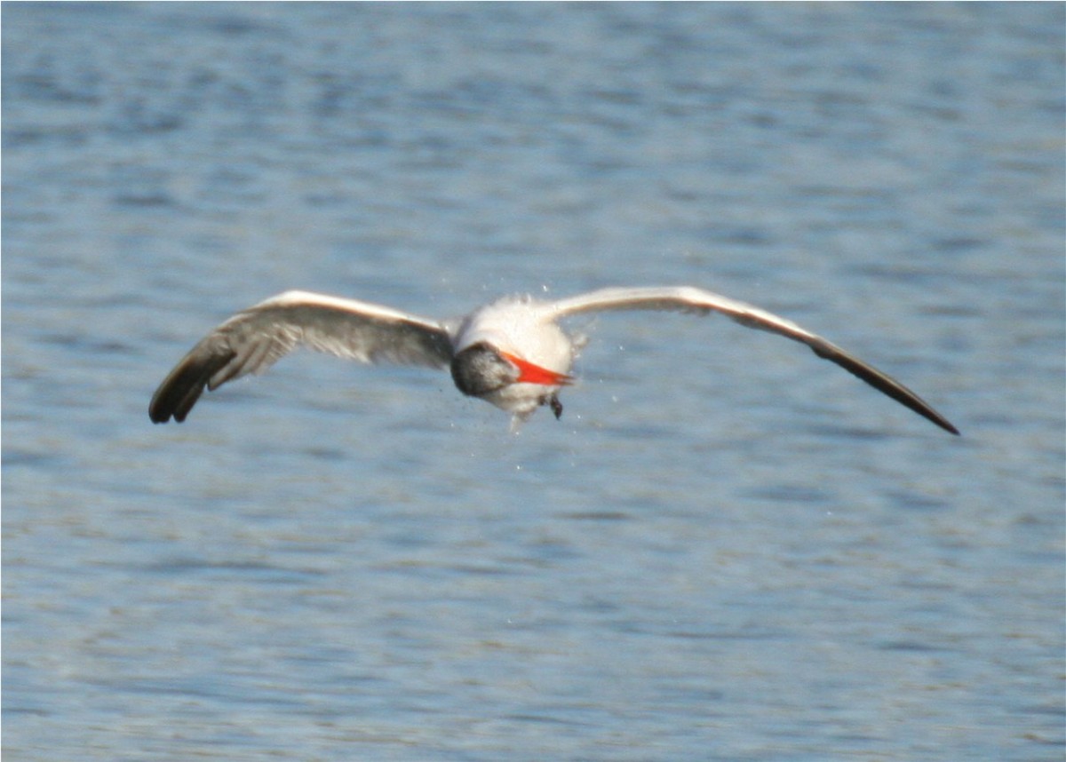 Caspian Tern - ML624558415