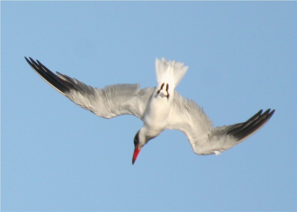 Caspian Tern - Linda Dalton