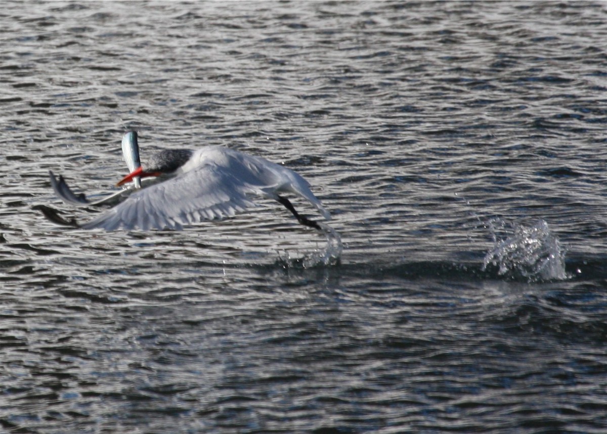 Caspian Tern - ML624558417