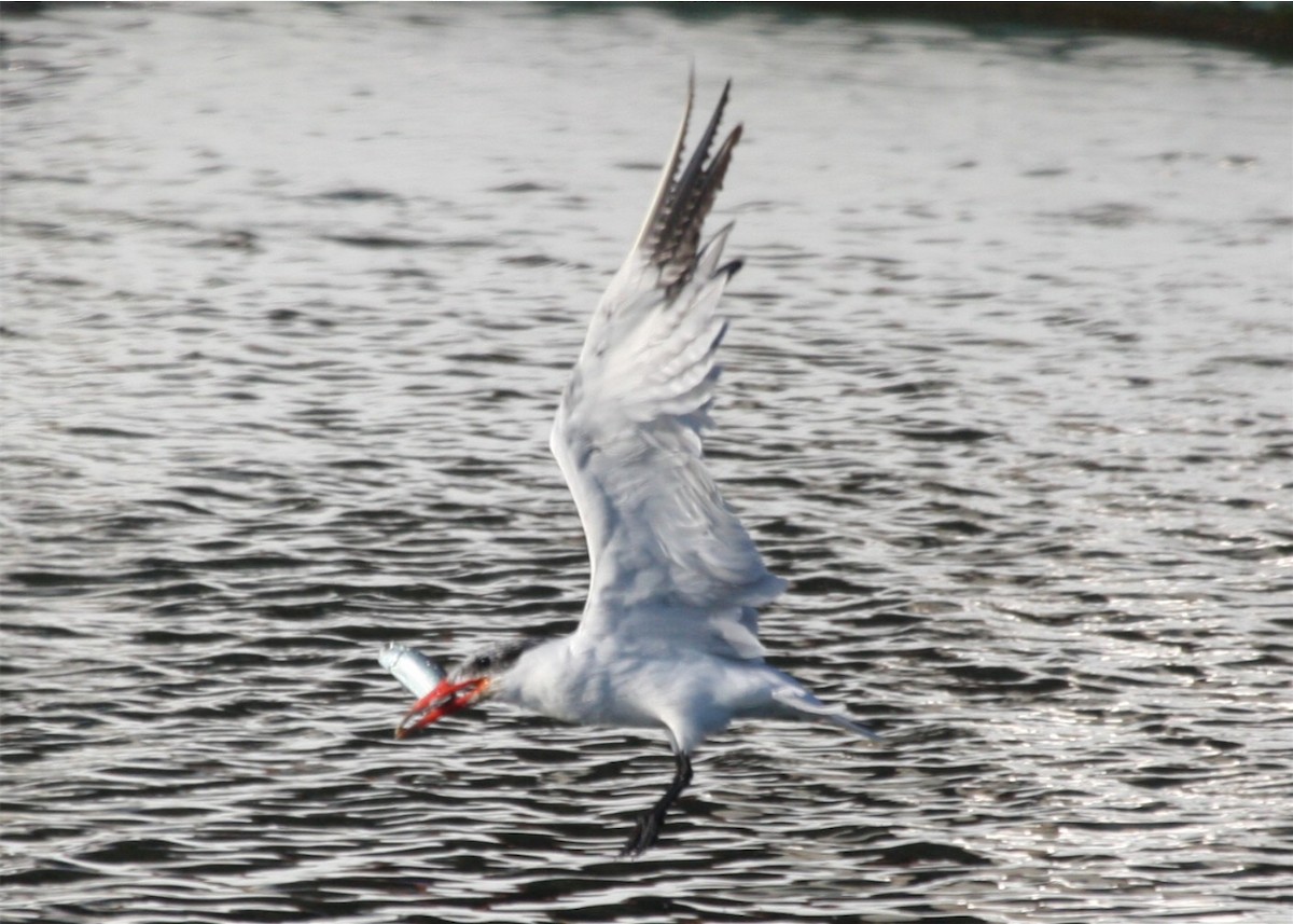 Caspian Tern - ML624558418