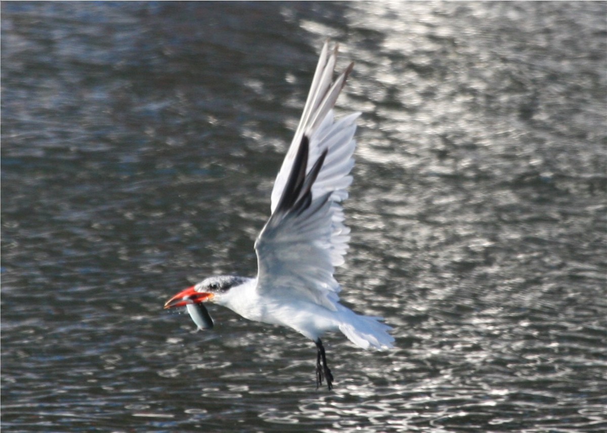 Caspian Tern - ML624558419