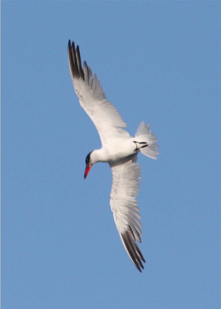 Caspian Tern - ML624558420