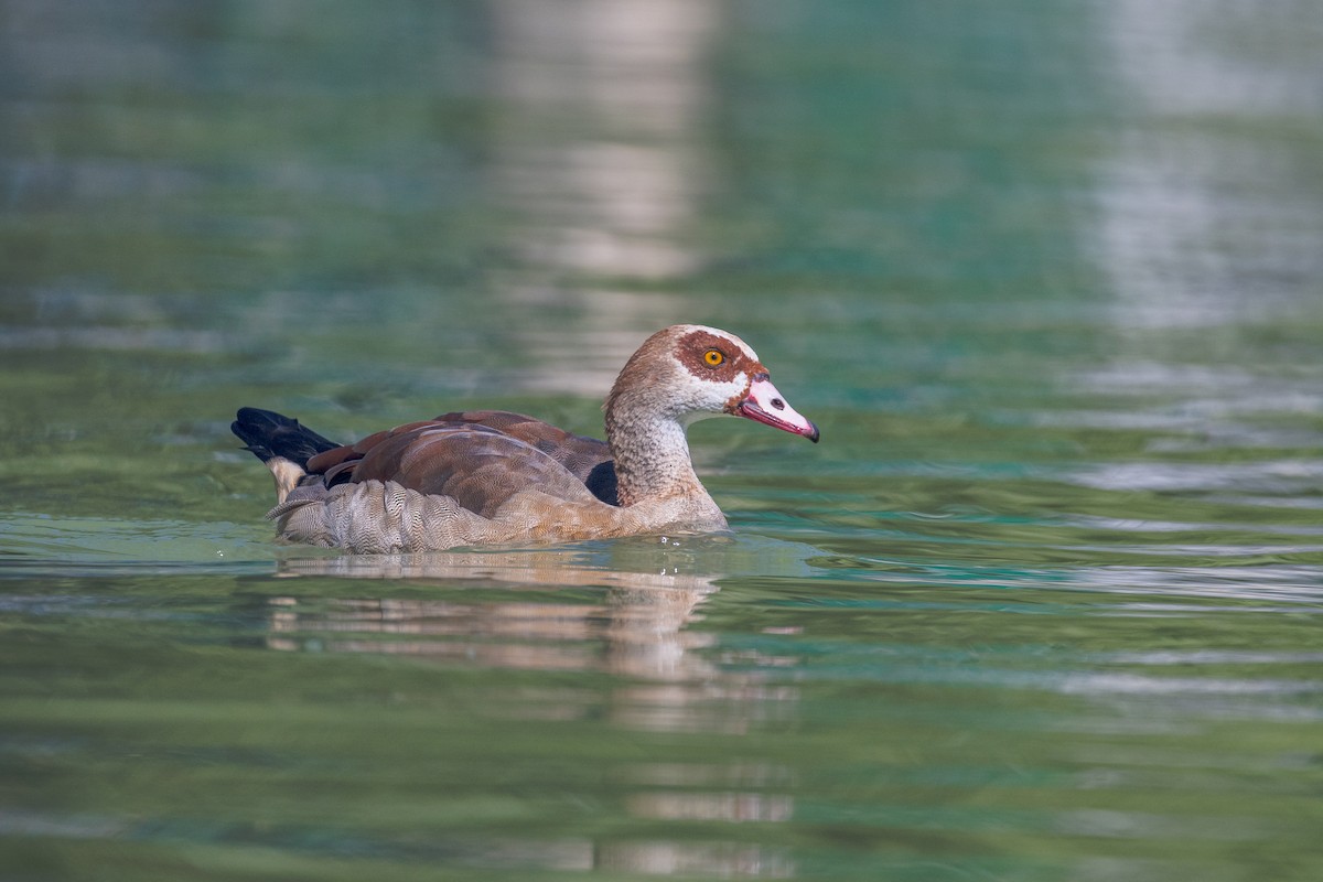 Egyptian Goose - ML624558422