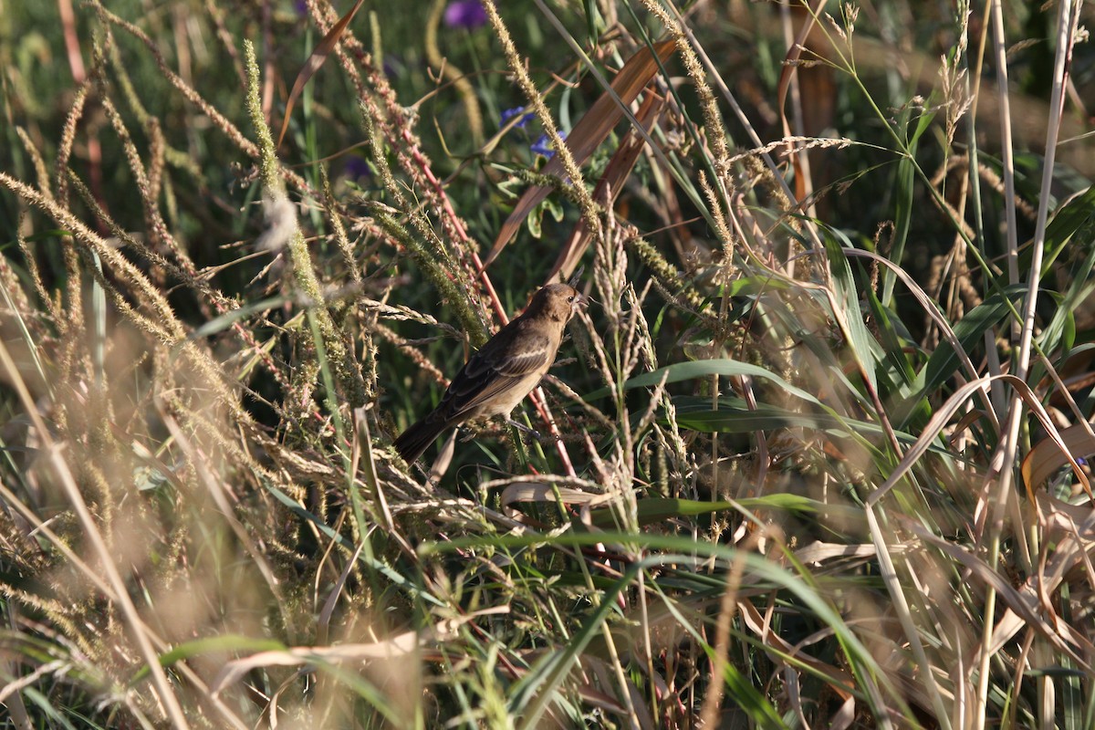 Lazuli Bunting - ML624558423