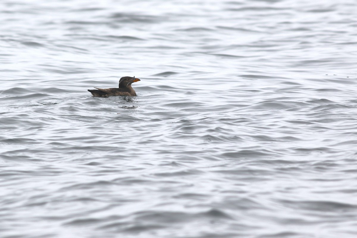 Rhinoceros Auklet - ML624558424