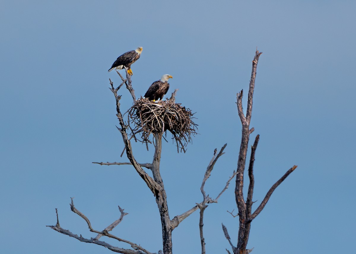 Bald Eagle - ML624558425