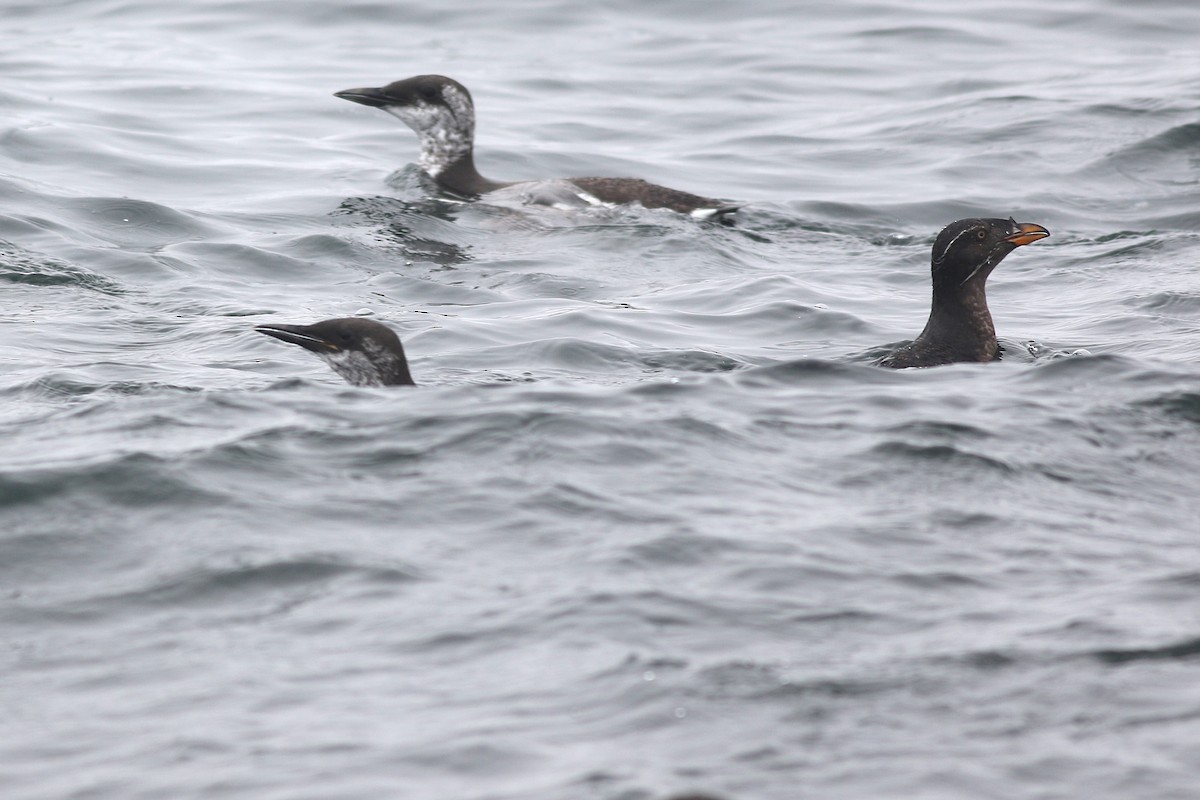 Common Murre - ML624558426