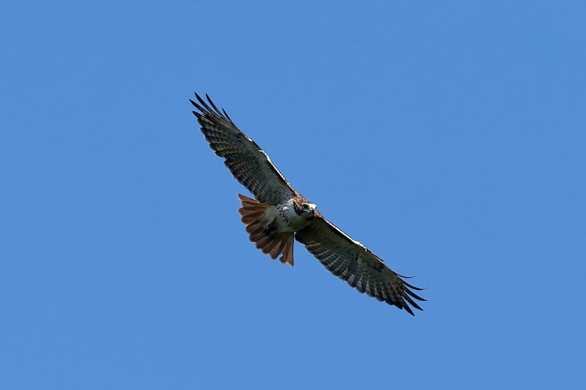 Red-tailed Hawk - ML624558427