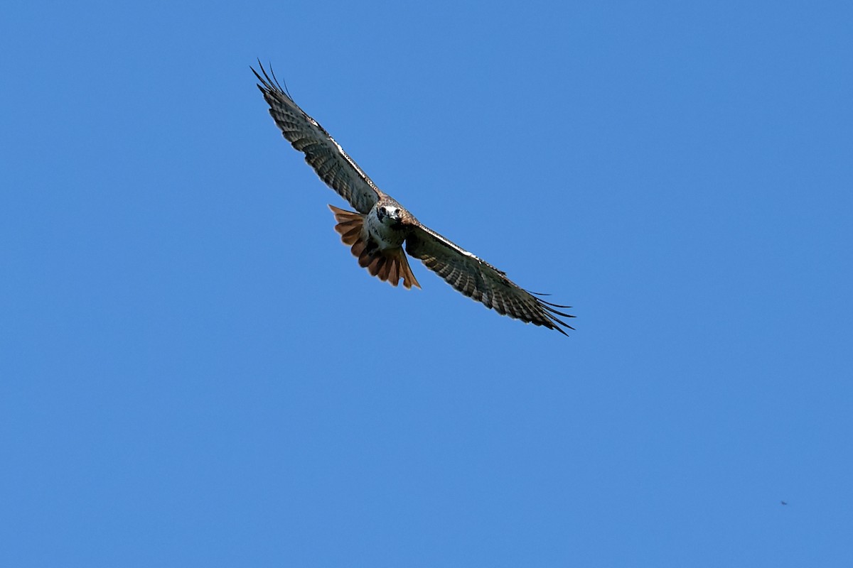 Red-tailed Hawk - ML624558431