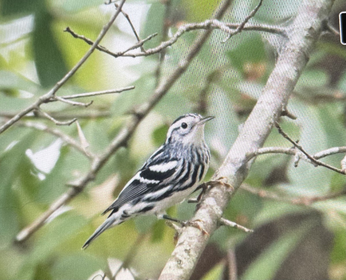 Black-and-white Warbler - ML624558433