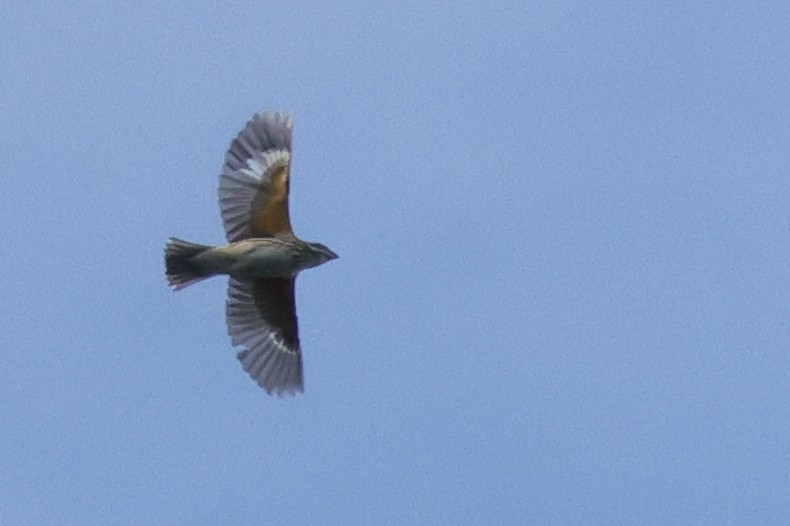 Ring-billed Gull - ML624558434