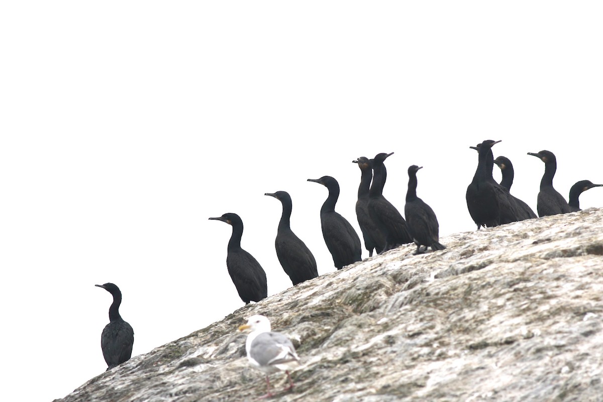 Brandt's Cormorant - Yousif Attia