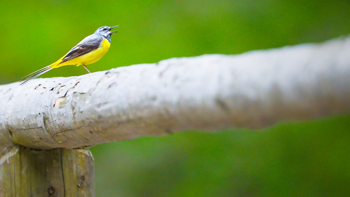 Gray Wagtail - ML624558440