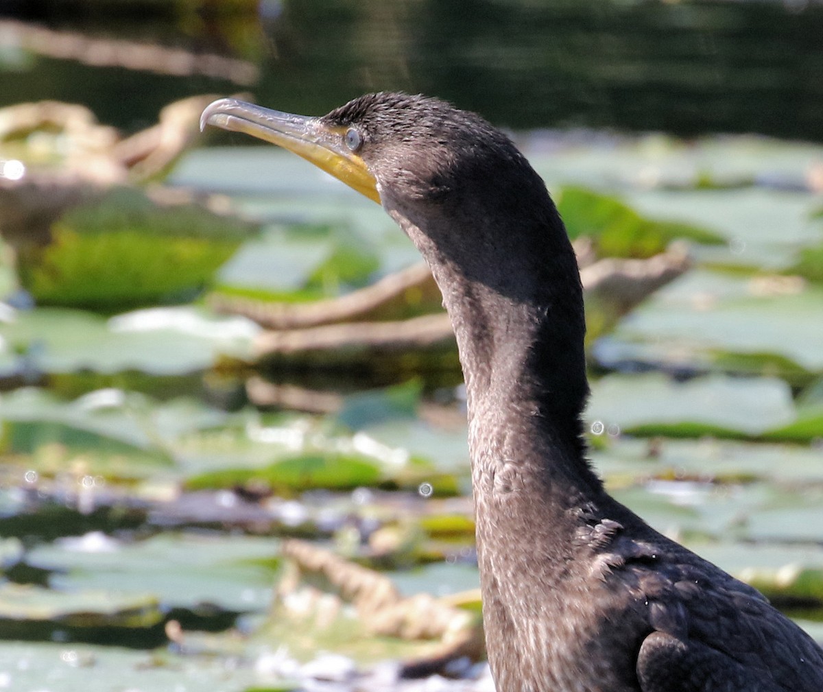 Double-crested Cormorant - ML624558443