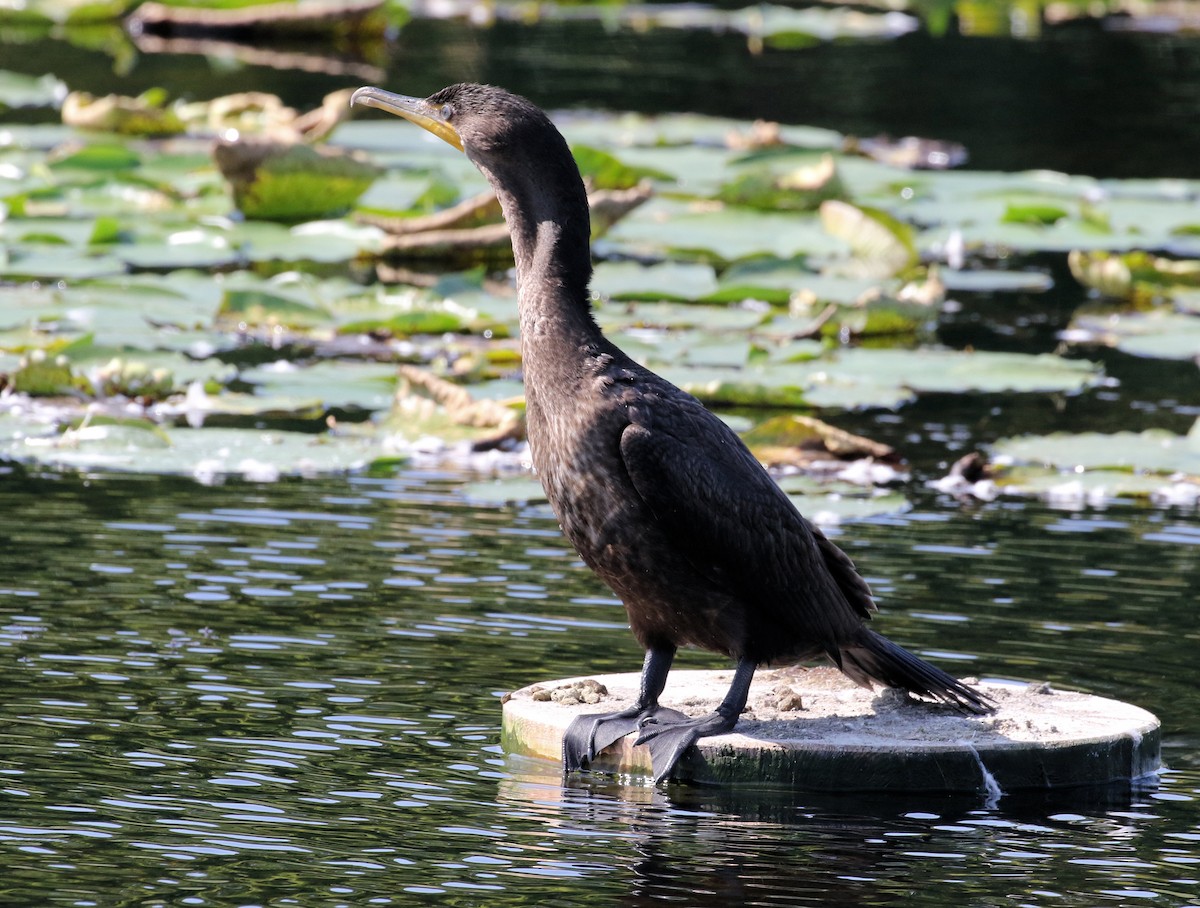 Double-crested Cormorant - ML624558444