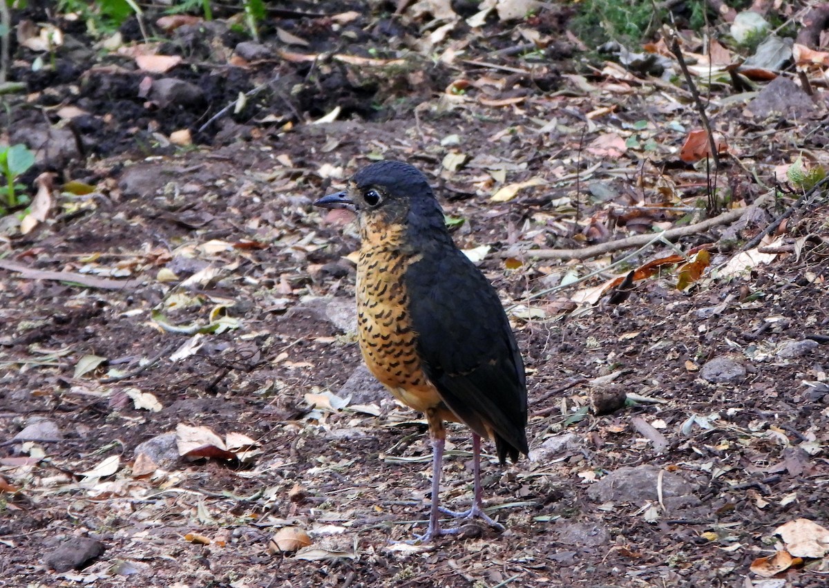 Undulated Antpitta - ML624558450