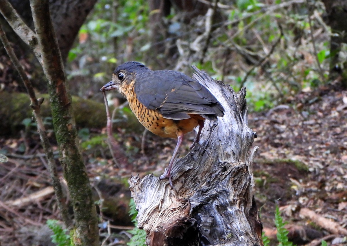 Undulated Antpitta - ML624558451