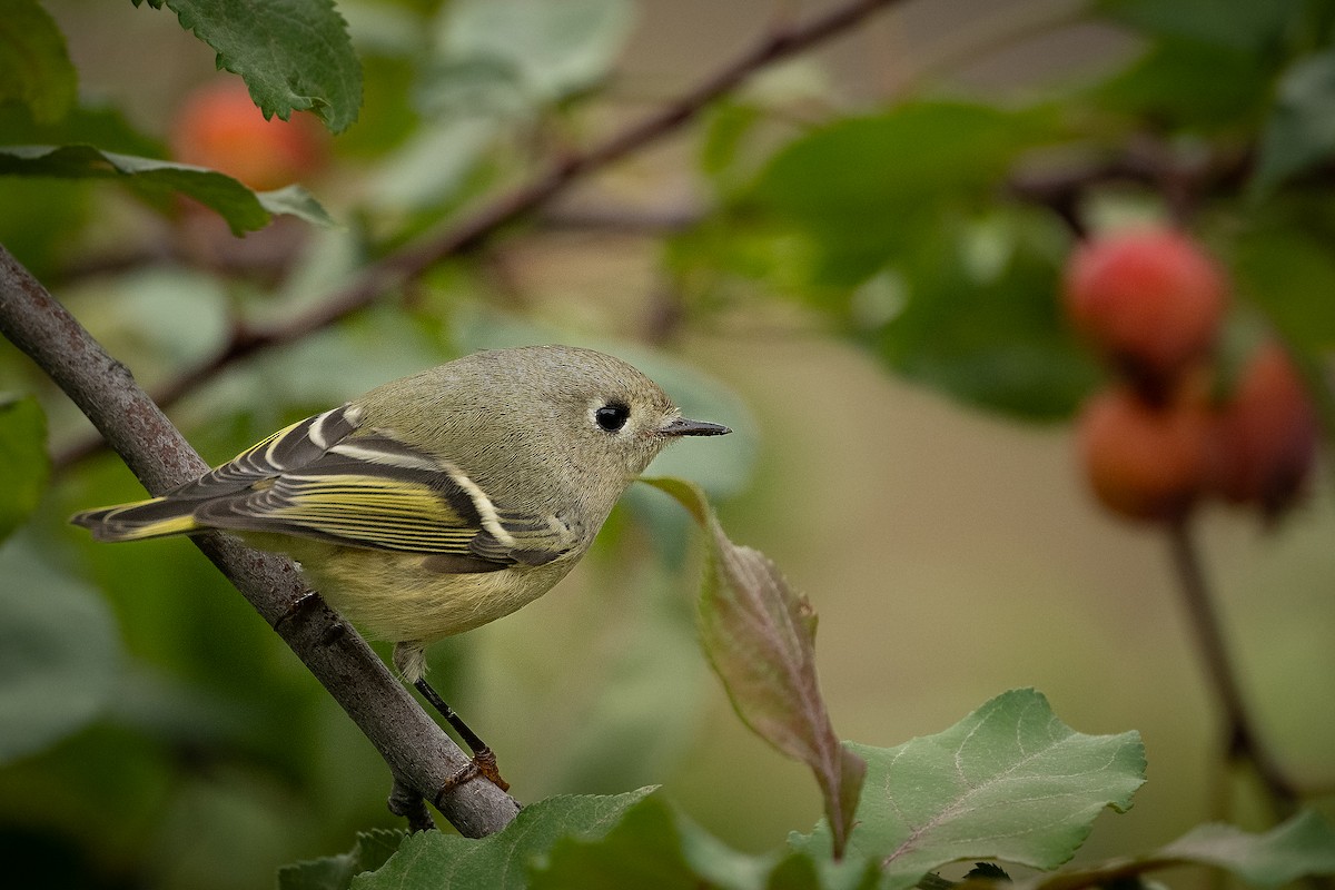 Ruby-crowned Kinglet - ML624558454