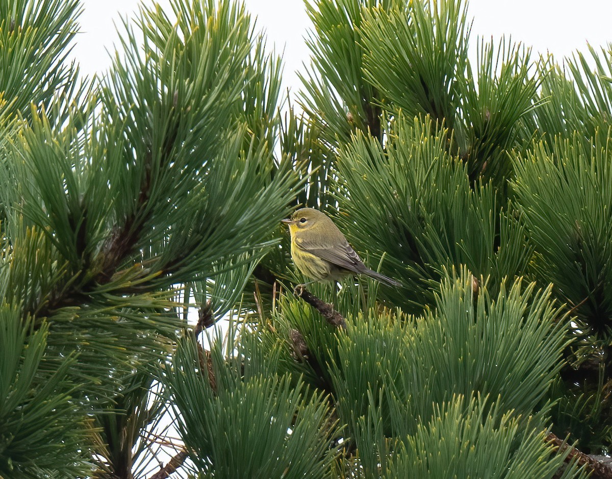 buskparula - ML624558478