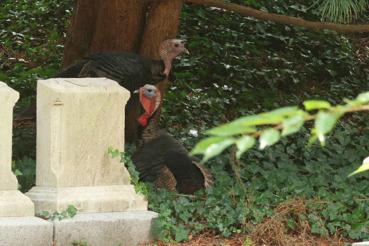 Wild Turkey - ML624558513