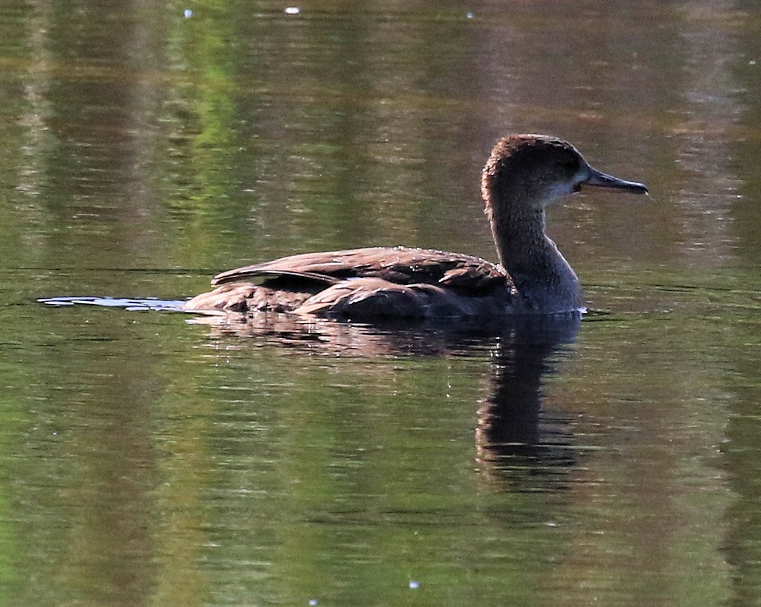 Hooded Merganser - ML624558562