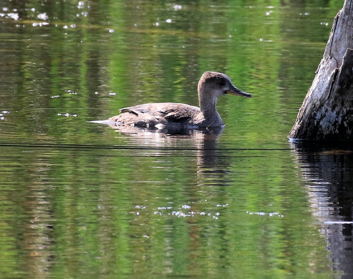 Hooded Merganser - ML624558563