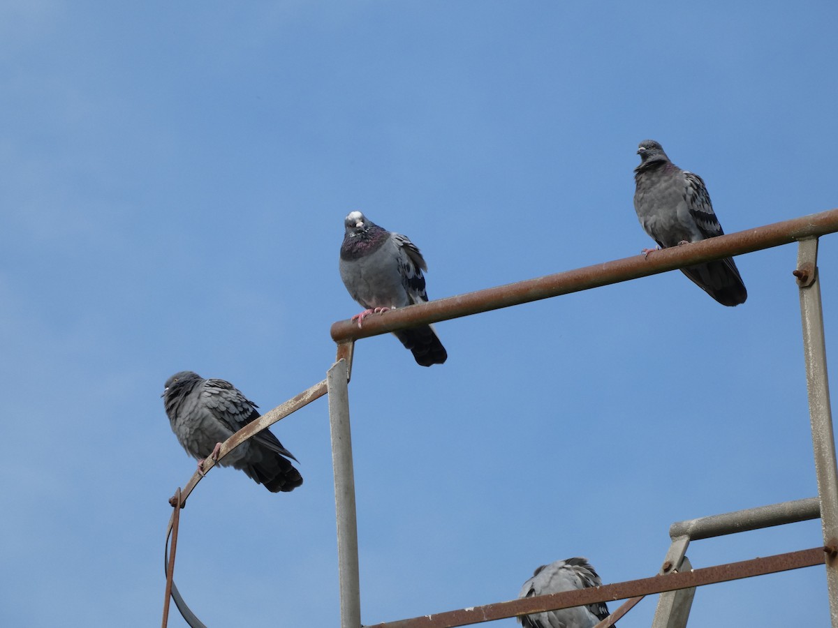 Rock Pigeon (Feral Pigeon) - ML624558583