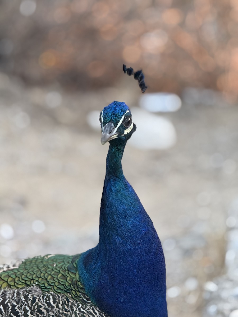 Indian Peafowl - ML624558624