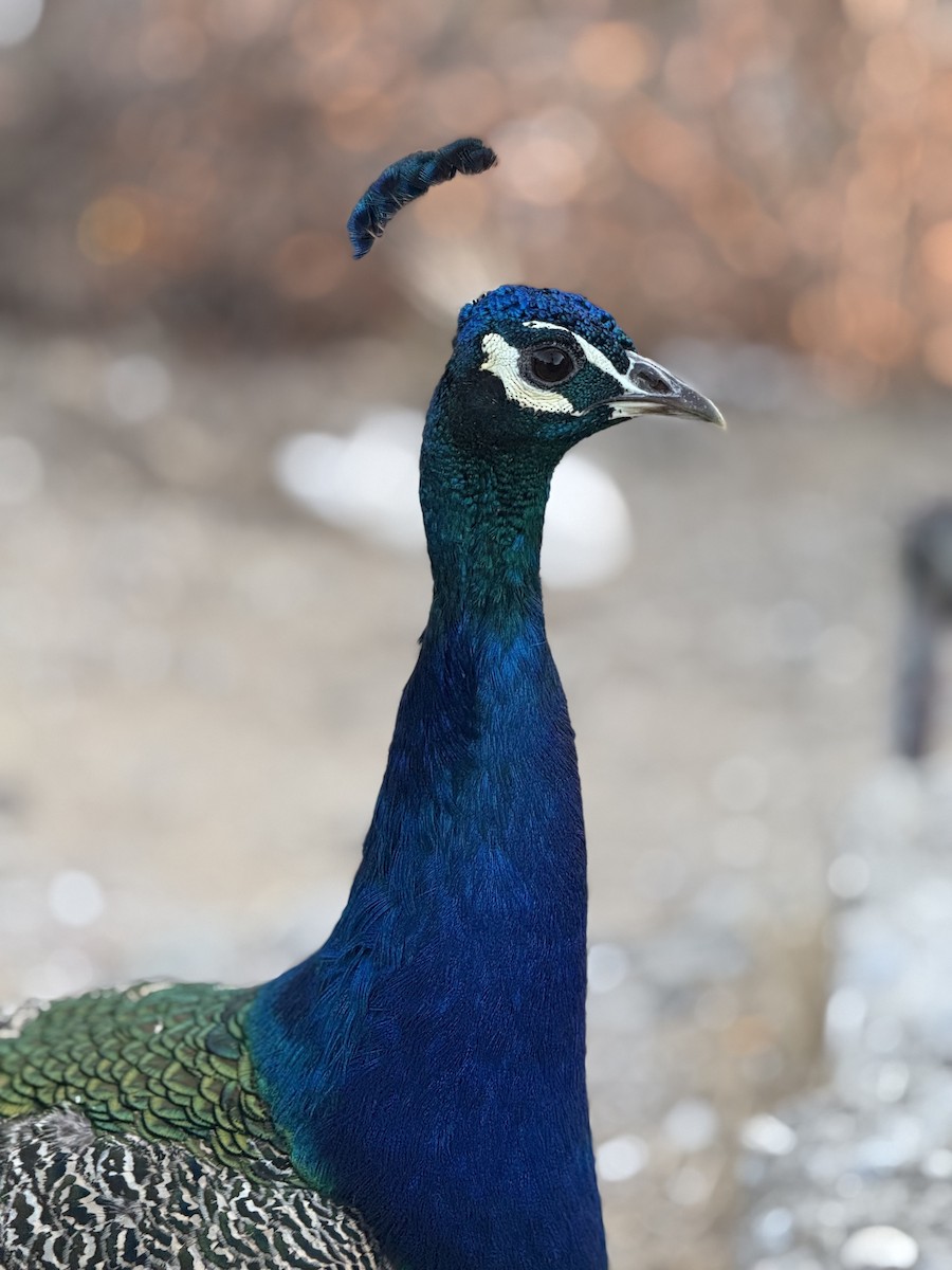 Indian Peafowl - ML624558625