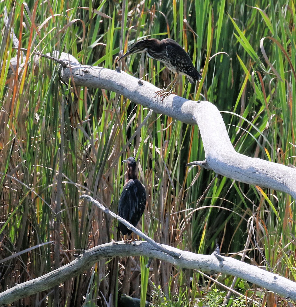 Green Heron - ML624558631