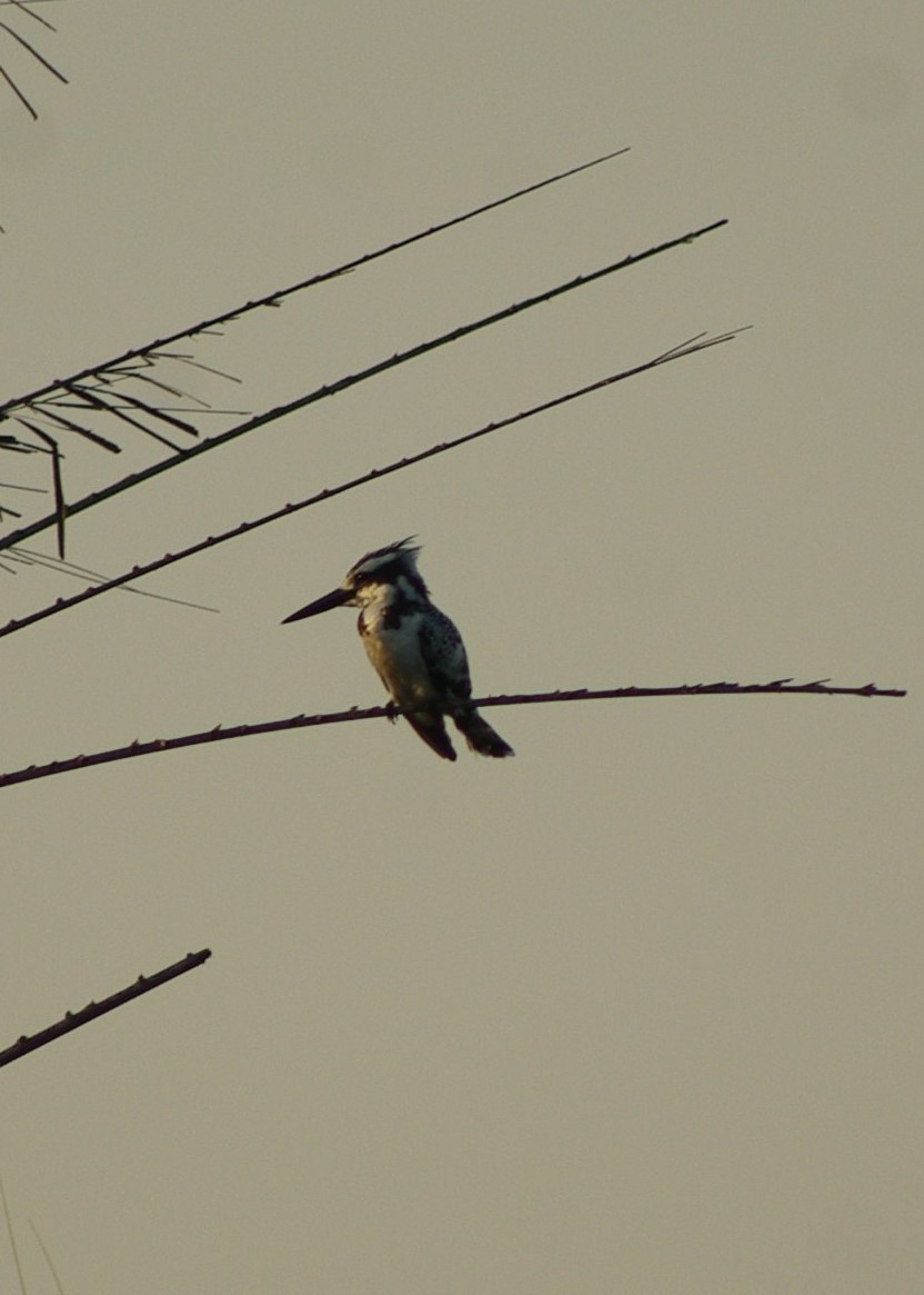 Pied Kingfisher - ML624558674