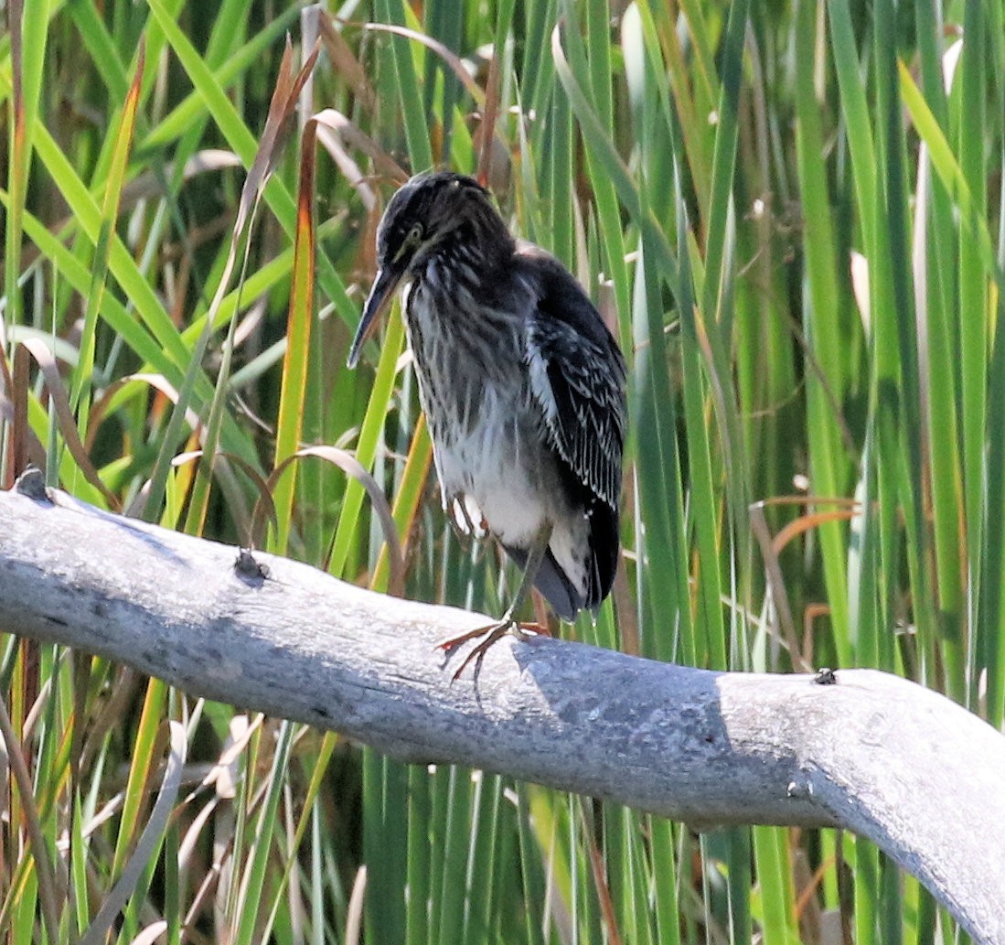 Green Heron - ML624558676