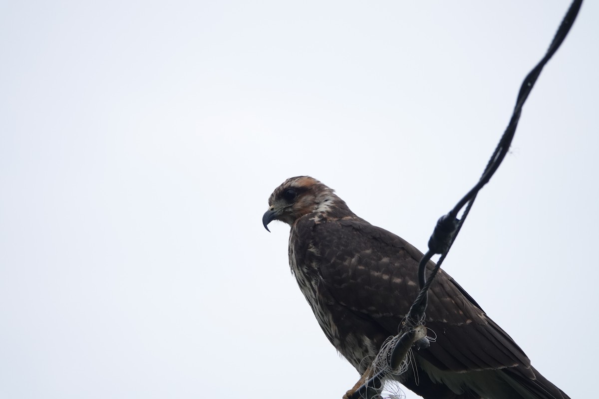 Snail Kite - ML624558726