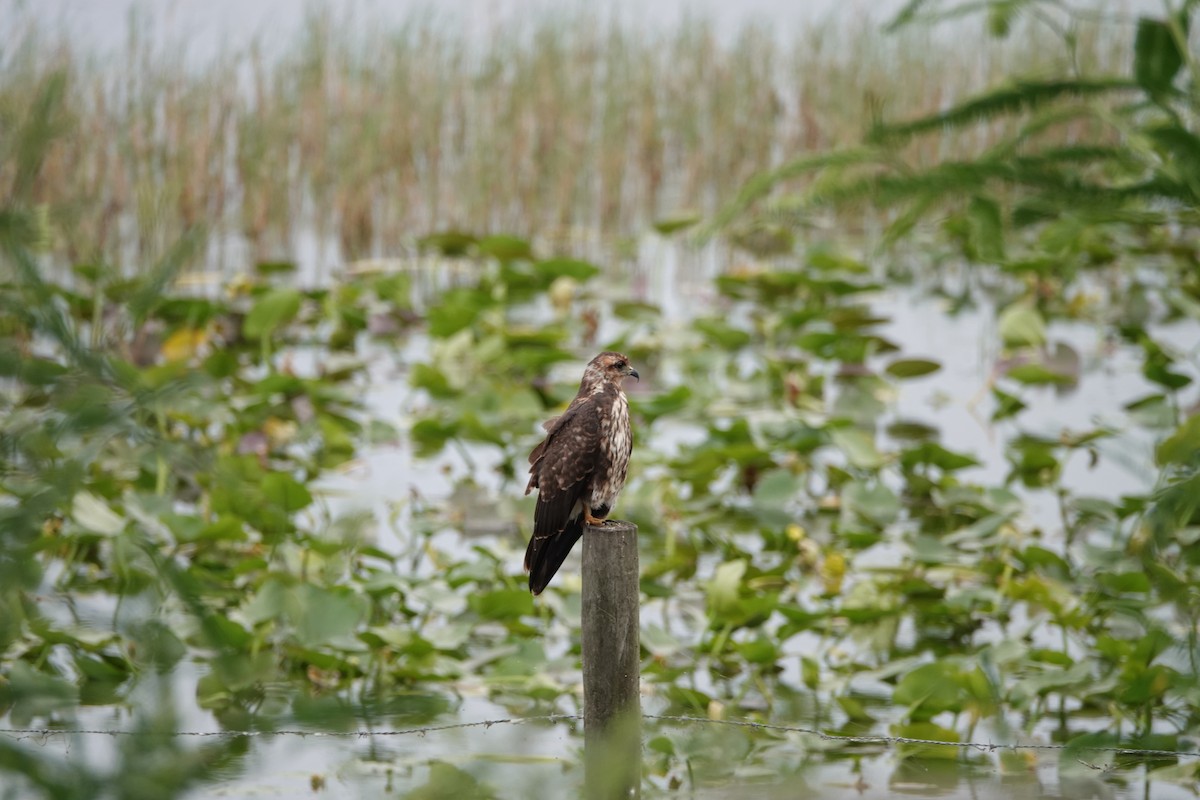 Snail Kite - ML624558727