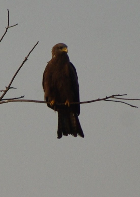 Black Kite - Anne-Marie Harris