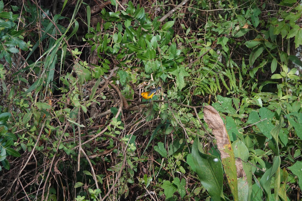 Prothonotary Warbler - ML624558752