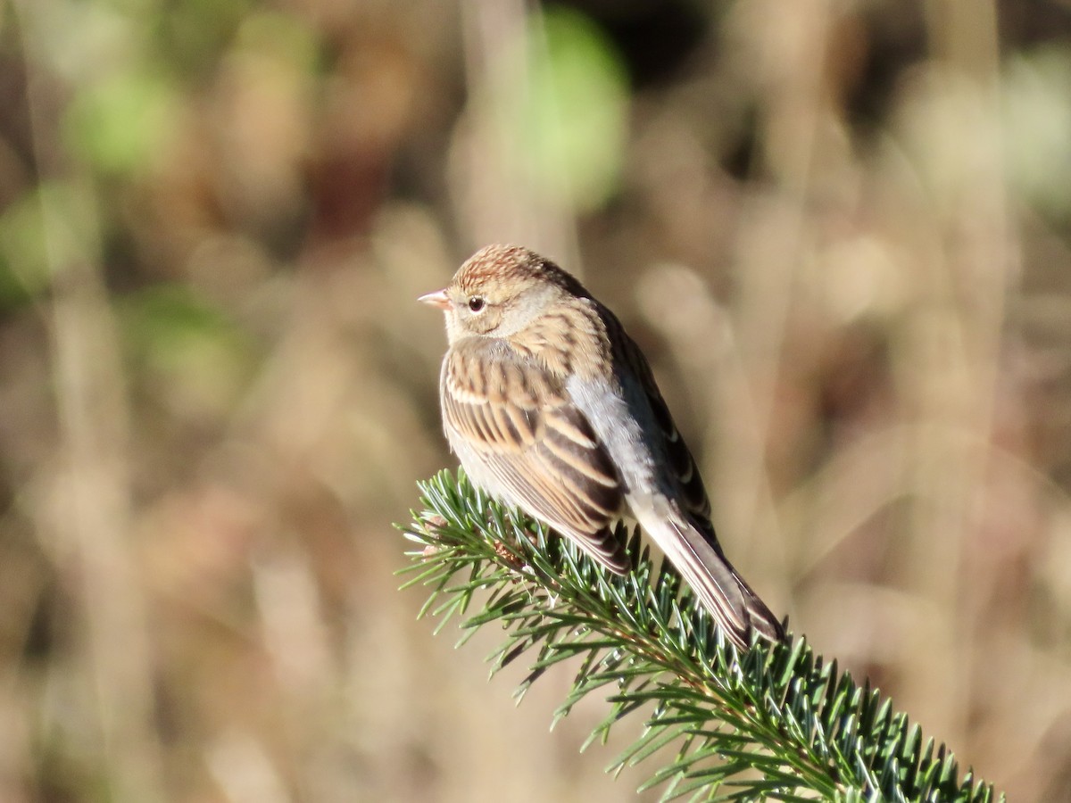 Chipping Sparrow - ML624558798