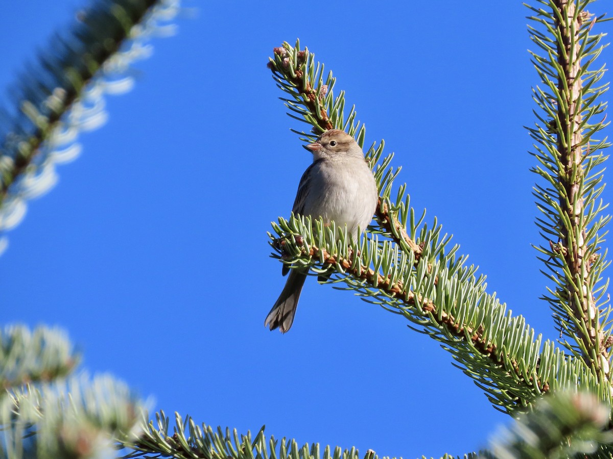 Chipping Sparrow - ML624558799