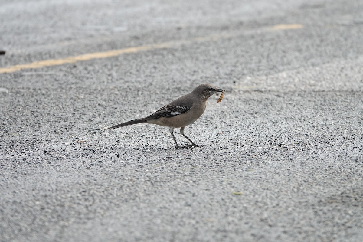 Northern Mockingbird - ML624558821