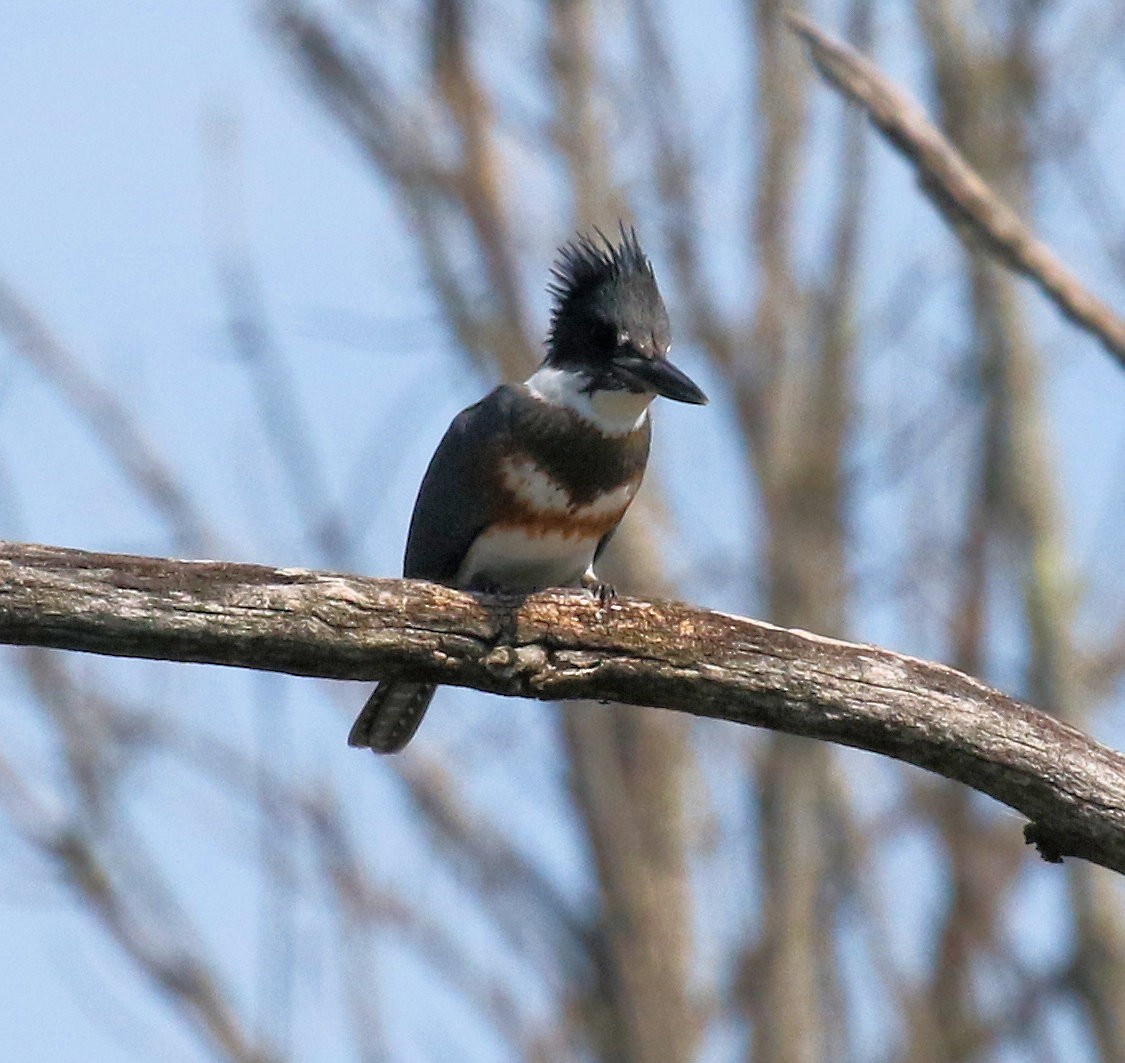 Belted Kingfisher - ML624558830