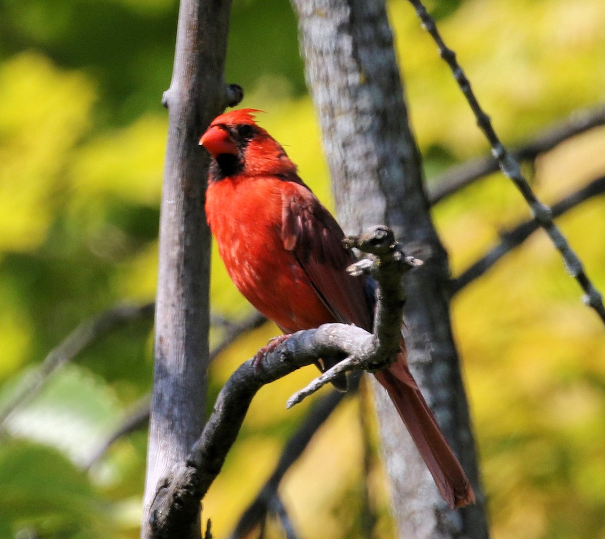 Northern Cardinal - ML624558917