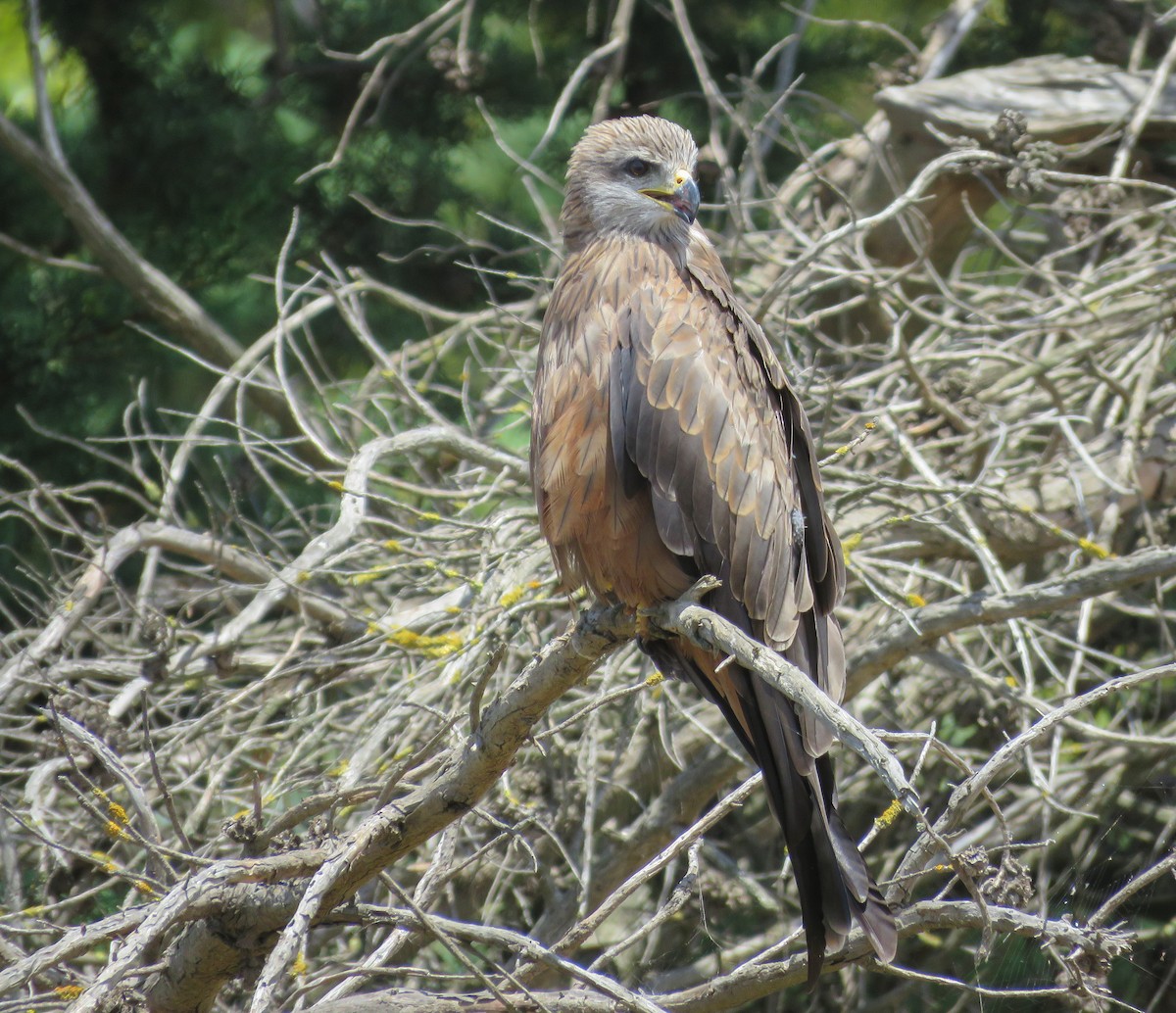 Black Kite (Black) - Mark Nisbet