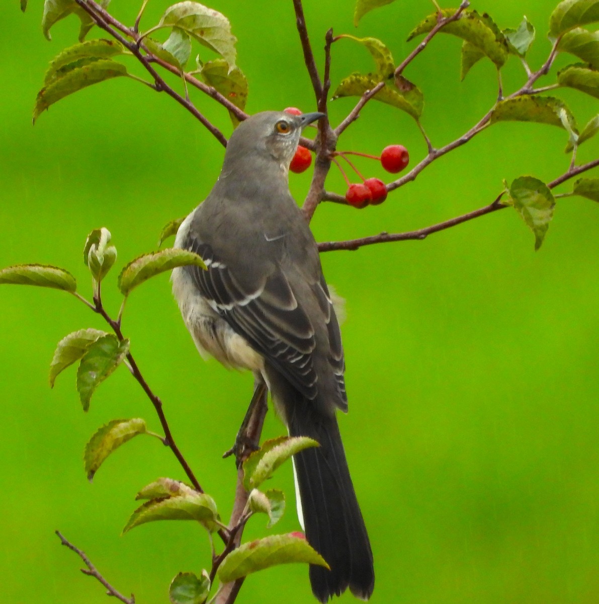 Northern Mockingbird - ML624558937